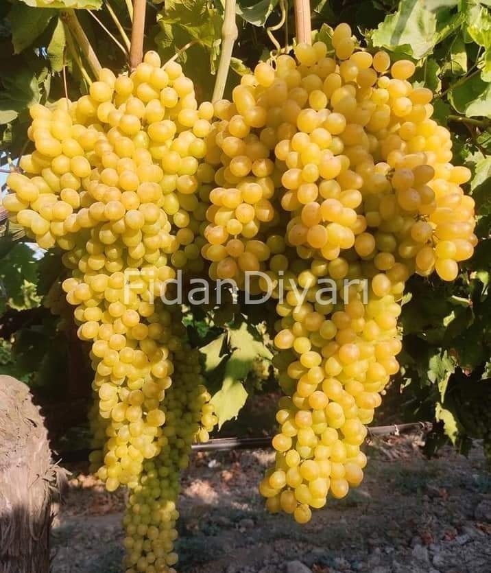 5 Adet Sultani Çekirdeksiz Üzüm Fidanı Tüplü/Saksılı