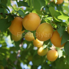 Trinthe Kayısı Fidanı 80-120 cm, Tüplü/Saksılı