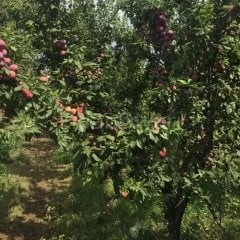 2 Adet Yarıbodur Fortuna Erik Fidanı 80-120 cm, Tüplü/Saksılı