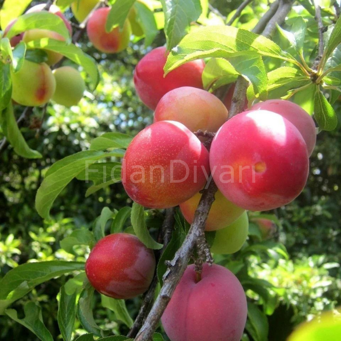 Yarıbodur La Etitia Erik Fidanı(geçci) 80-120 cm,Tüplü/Saksılı