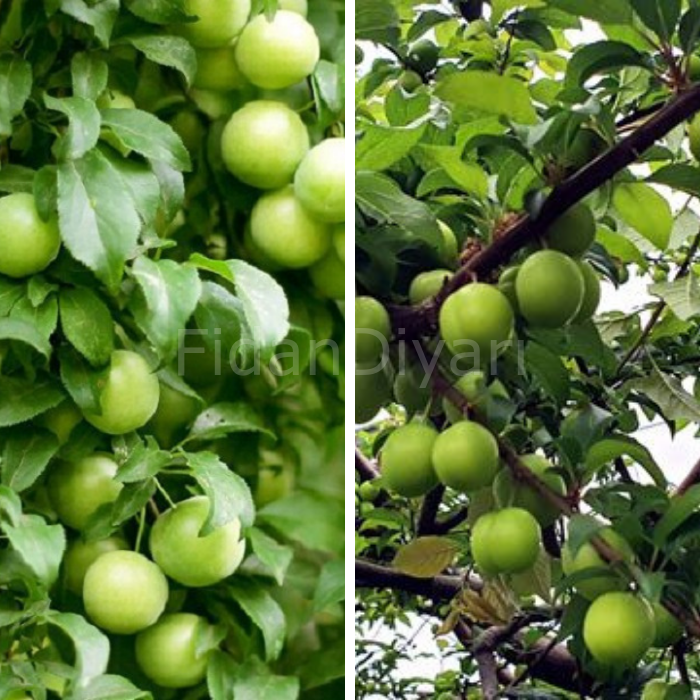 2 Adet Yarıbodur Papaz Erik Fidanı 80-120 cm, Tüplü/Saksılı