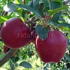 Yarıbodur Red Chief Elma Fidanı 80-120 cm,Tüplü/Saksılı
