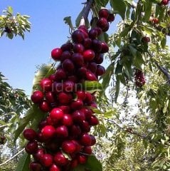 Ziraat 0900 Napolyon Kiraz Fidanı 80-120 cm, Tüplü/Saksılı