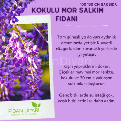 Kokulu Mor Salkım Çiçeği Fidanı 80-100 cm,Tüplü/Saksılı