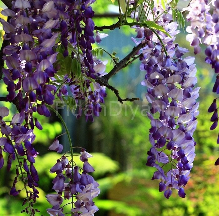 Kokulu Mor Salkım Çiçeği Fidanı 80-100 cm,Tüplü/Saksılı