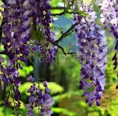 Kokulu Mor Salkım Çiçeği Fidanı 80-100 cm,Tüplü/Saksılı