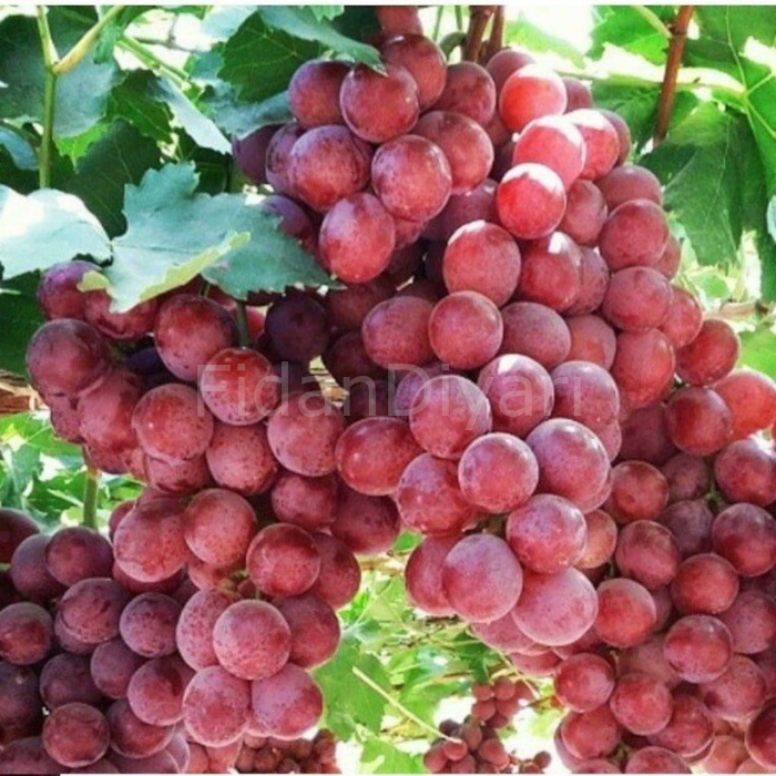 Crimson Seedles Üzüm Fidanı, Saksılı