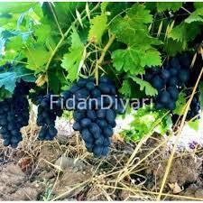 Horoz Karası Üzüm Fidanı, Saksılı