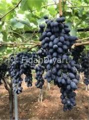 Vitro Black Üzüm Fidanı, Saksılı