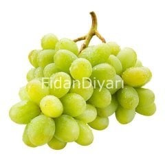 Thomson Asma Fidanı, Saksılı