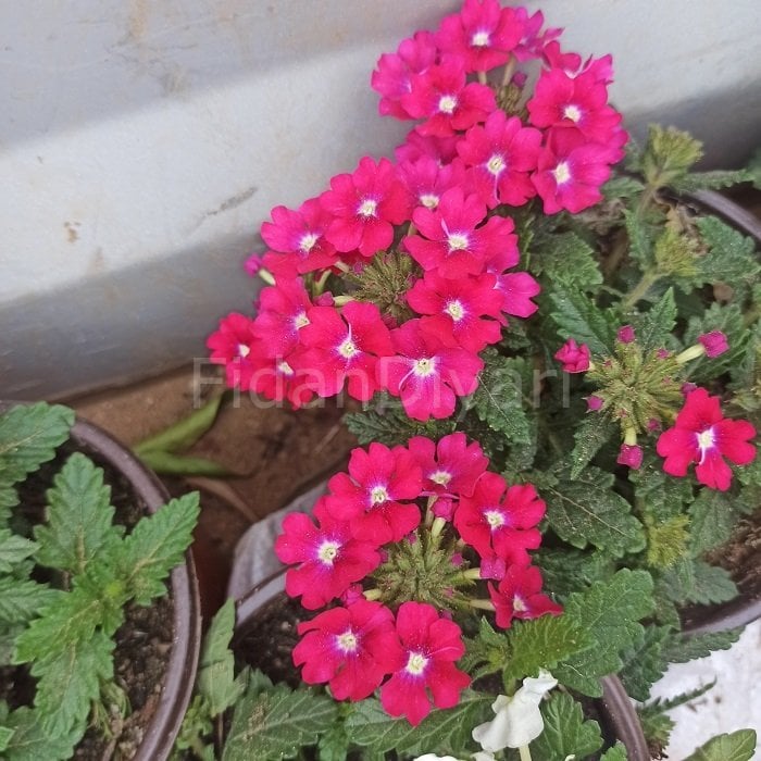 Ağaç Minesi Çiçeği Pembe Çicekli, Tüplü/Saksılı