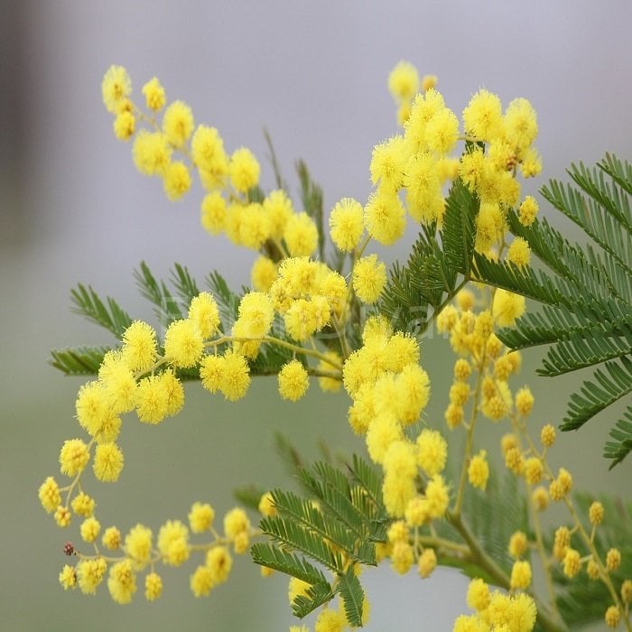Mimoza Ağacı Acacia dealbata Mimosa, 100-120 cm, Saksılı