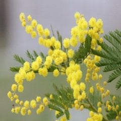 Mimoza Ağacı Acacia dealbata Mimosa, 100-120 cm, Saksılı