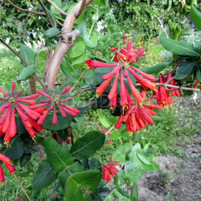 Kırmızı Hanımeli Çiçeği Sarmaşığı 70-100 cm Tüplü/Saksılı