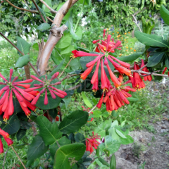 Kırmızı Hanımeli Çiçeği Sarmaşığı 70-100 cm Tüplü/Saksılı