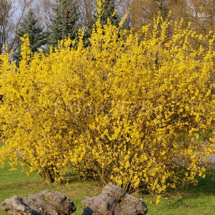 Altın Çanak Bitkisi, Forsitya, 80-100 cm, Saksıda