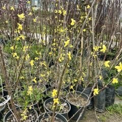 Altın Çanak Bitkisi, Forsitya, 80-100 cm, Saksıda