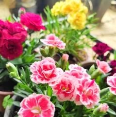 Kokulu Bodur Karanfil, Saksılı