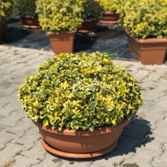 10 Adet Gold Altuni Taflan