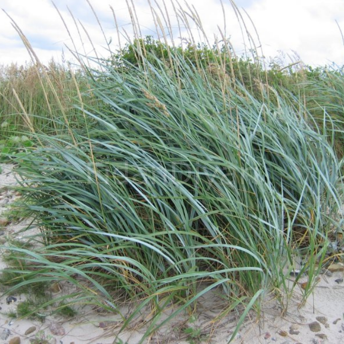 Tuz Çavdarı, Leymus arenarius Blue Dune Fidanı, Saksılı