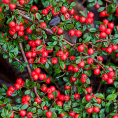 Dağ Muşmulası Cotoneaster Küçük Yapraklı 70-80 cm, Saksılı