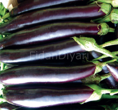 Aydın Siyahı Patlıcan Fidesi 100 adet