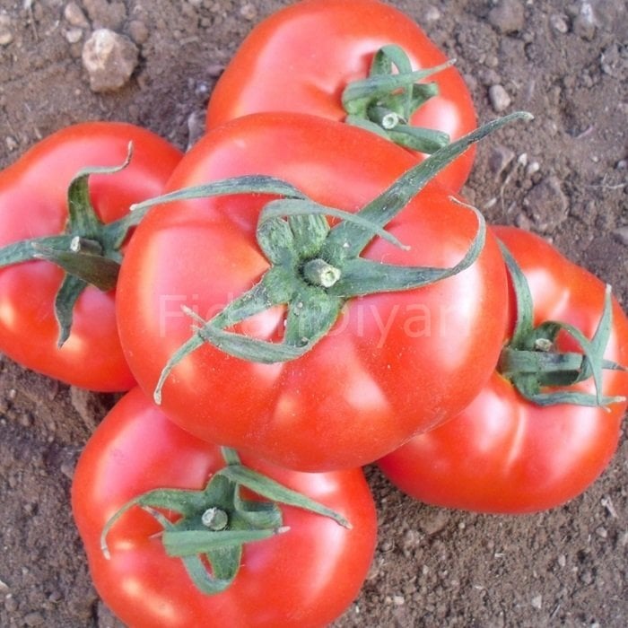 İnce Kabuklu Domates Fidesi 100 adet