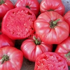 Pembe Ege Köy Domates Fidesi 100 adet