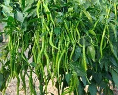 Kıl Acı Biber Fidesi 100 adet