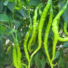 Kıl Tatlı Biber Fidesi 100 adet