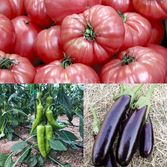 Pembe Ege Köy Domatesi- Çarliston Biber- Aydın Siyahı Patlıcan Fidesi Paketi
