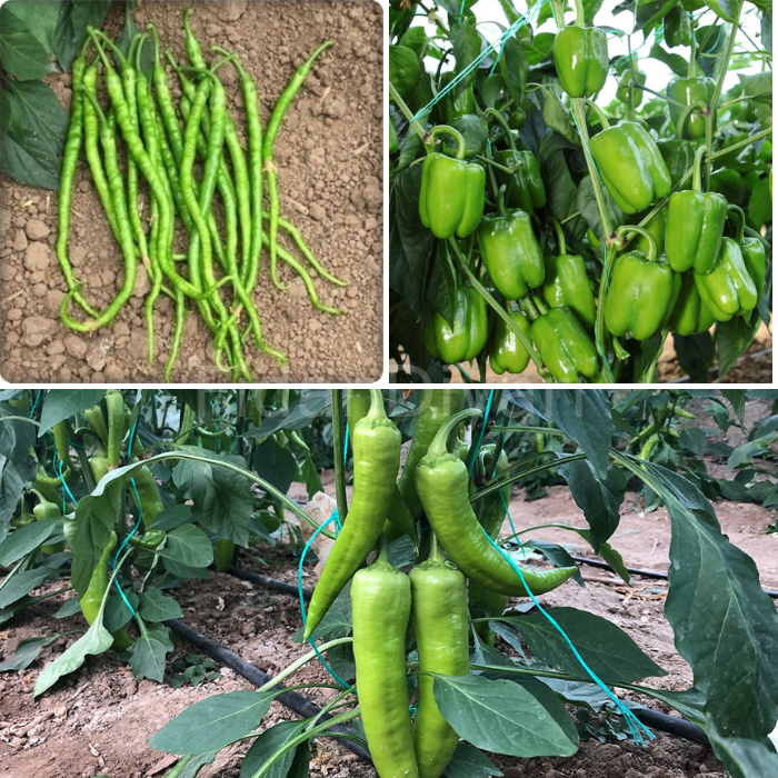 Kıl Tatlı Biber-Çarliston Biber- Dolamlık Yeşil Biber Fidesi 3'lü Paket