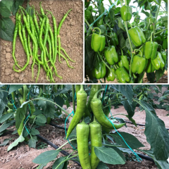 Kıl Tatlı Biber-Çarliston Biber- Dolamlık Yeşil Biber Fidesi 3'lü Paket