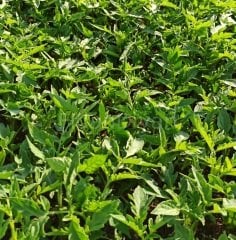 Pembe Ege Köy Domatesi-Salçalık Sivri Domates-İnce Kabuklu Yerli Domates Fidesi Paketi 100adet