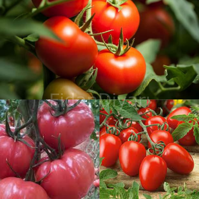Pembe Ege Köy Domatesi-Salçalık Sivri Domates-İnce Kabuklu Yerli Domates Fidesi Paketi