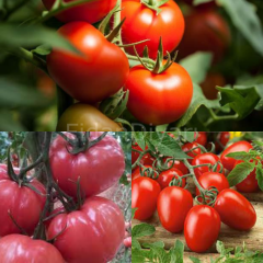 Pembe Ege Köy Domatesi-Salçalık Sivri Domates-İnce Kabuklu Yerli Domates Fidesi Paketi