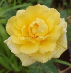 Sarı Gül Fidanı 20-30 cm,Tüplü/Saksılı