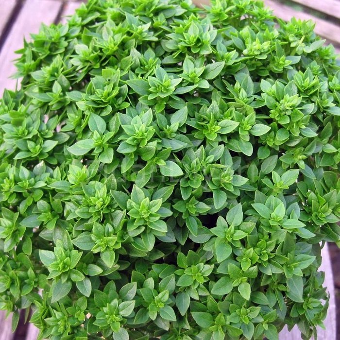 Fesleğen Fidanı,15-20 cm Saksılı/Tüplü