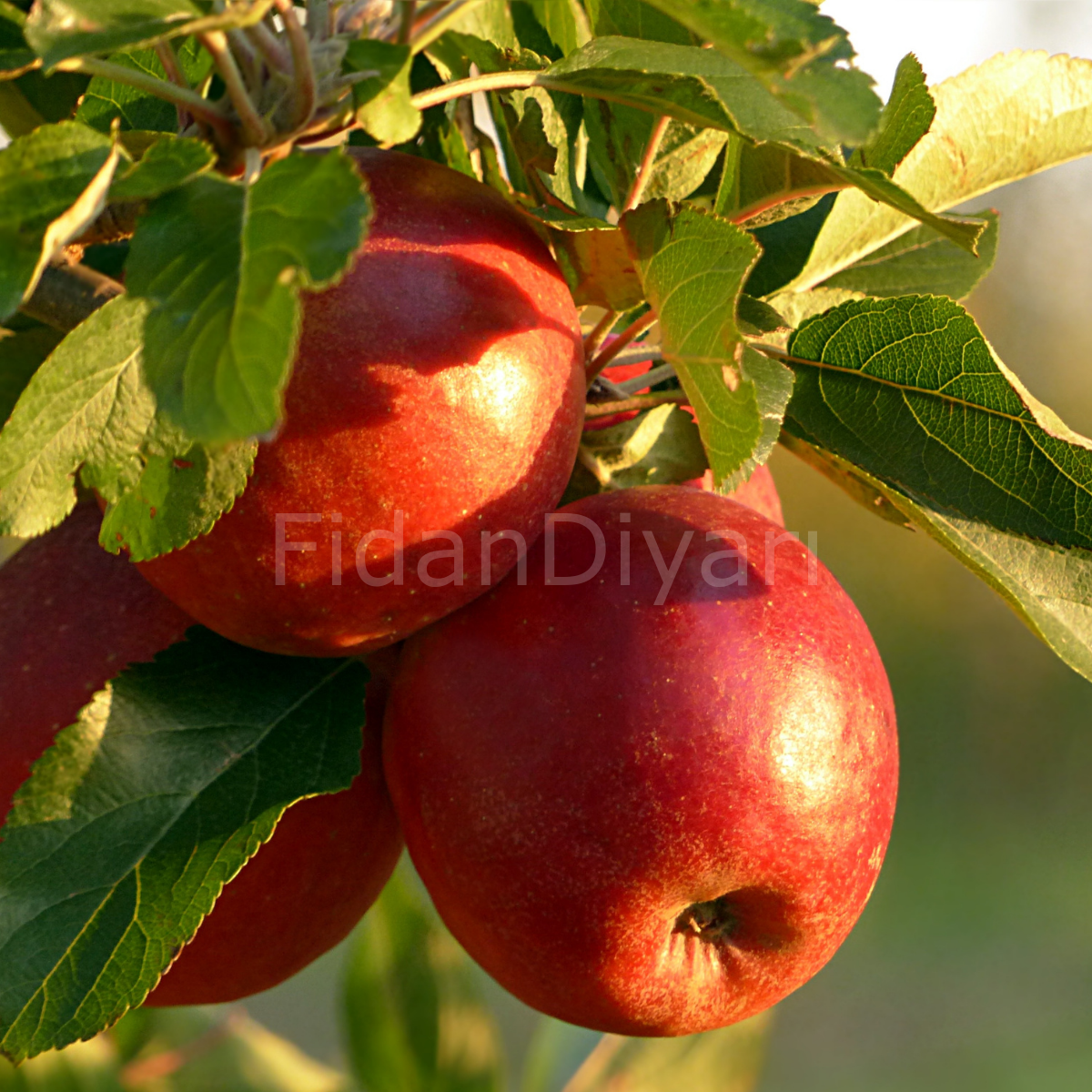 Kırmızı Elma Fidanı 80-100cm, Tüplü/Saksılı