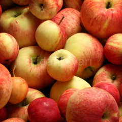 Kırmızı Elma Fidanı 80-100cm, Tüplü/Saksılı