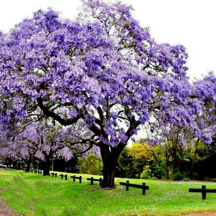 Paulownia Ağacı Fidanı, 10-15 cm, Saksılı