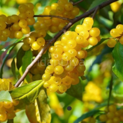 Elaeagnus Umbellata Japon İğdesi Sarı Güz Zeytini Fidanı, 30-40 cm, Saksılı