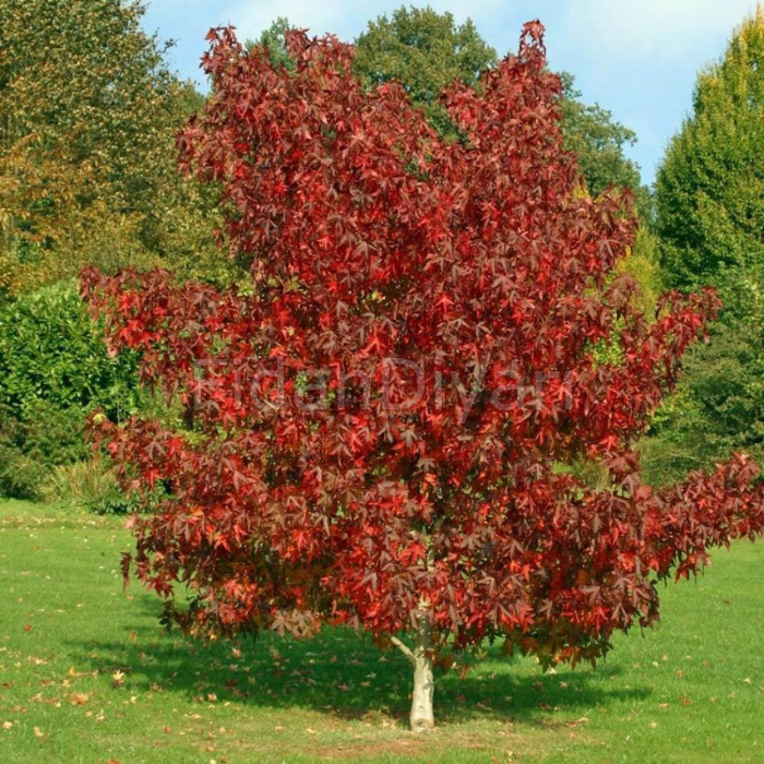 Amerikan Sığla Ağacı Liquidambar Styraciflua Fidanı, 60-80 cm, Saksılı