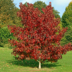 Amerikan Sığla Ağacı Liquidambar Styraciflua Fidanı, 60-80 cm, Saksılı