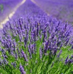 Lavandula angustifolia Lavanta Çiçeği, 30-40 cm,Tüplü/Saksılı