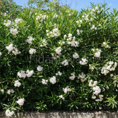 Beyaz Zakkum Çiçeği Fidanı 80-100 cm,Saksılı