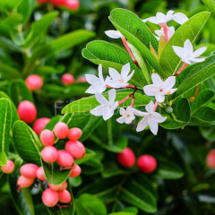 Natal Erik Carissa Macrocarpa Fidanı,25-30cmSaksılı