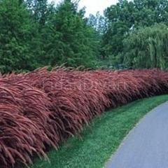 Penisetum Çalısı (Pennisetum Setacum Rubrum), Saksılı