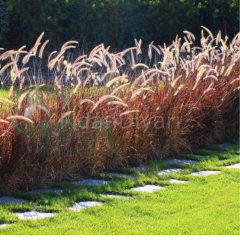 Penisetum Çalısı (Pennisetum Setacum Rubrum), Saksılı