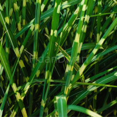 Çizgili Çin Kılıçotu Miscanthus Sinensis Zebrinus,